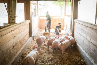 Schweinehaltung