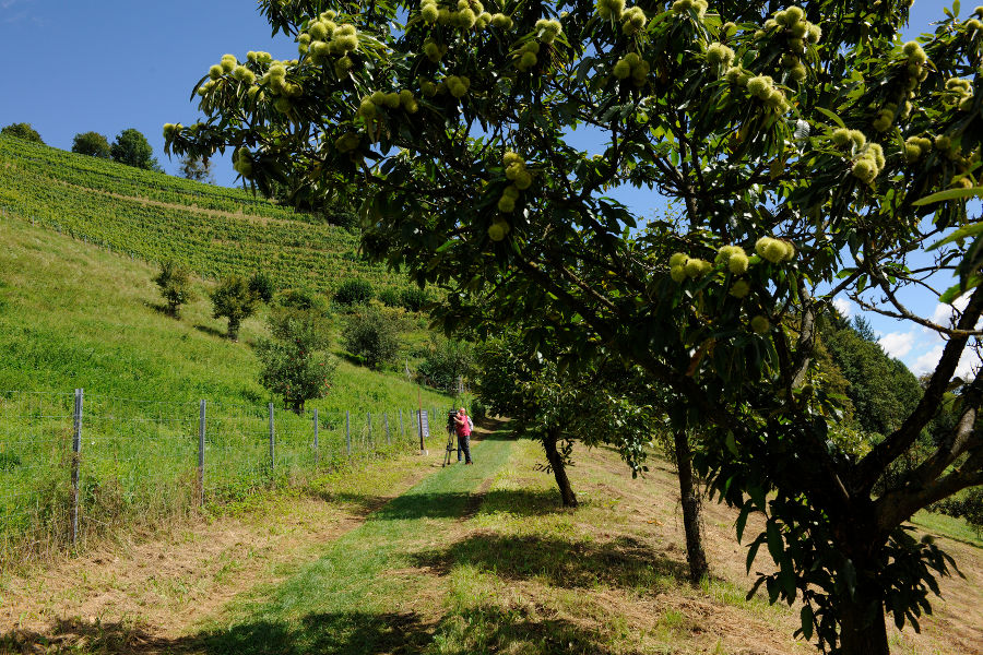 Aufstieg Obst- und Weinlehrpfad