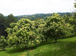 Edelkastanieblüte in Remschnigg