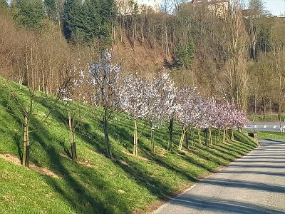 Mandelblüte in Silberberg