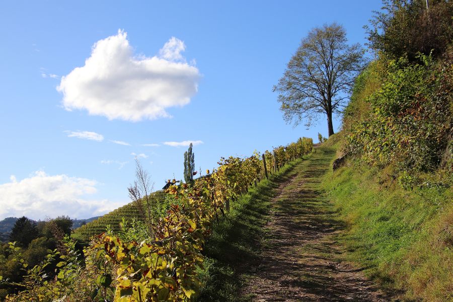 Siegerin Fotowettbewerb Obst- und Weinlehrpfad Olga Uhl-Neubauer