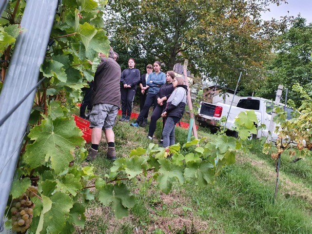 Weinlese Weinlese