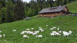 Grabneralm mit Ziegen vor dem Ziegenstall auf der Alm