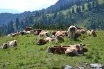 Futterflächen der LFS Grabnerhof auf der Alm