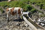 Rind bei Brunnen auf der Grabneralm