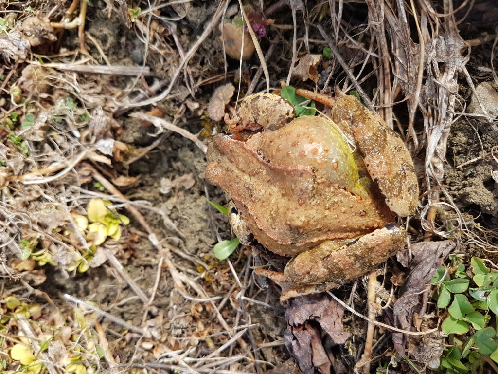 Projektstart Wildblumen in der FS Gröbming