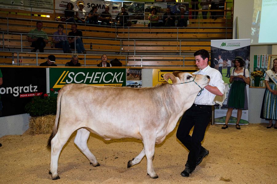 Schüler mit Rind