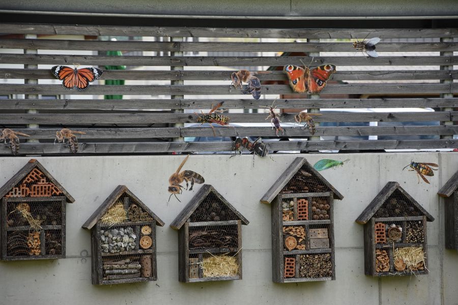 Insekten-Chalet-Dorf-Eröffnung