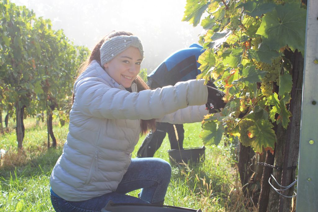 Weinlese 2022