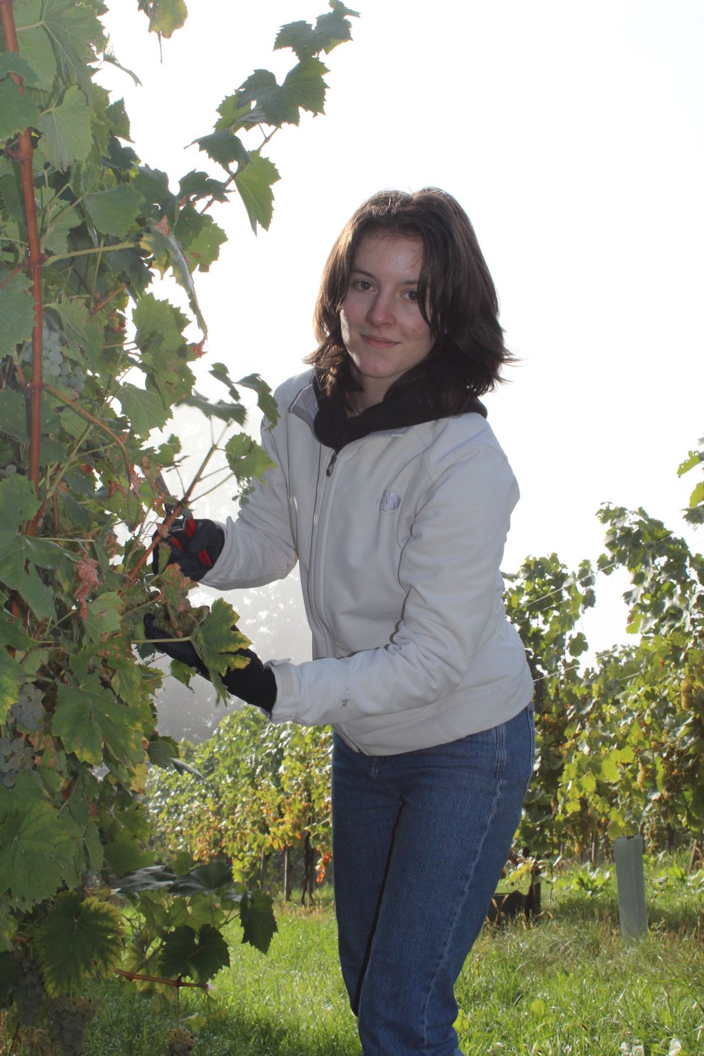 Weinlese 2022