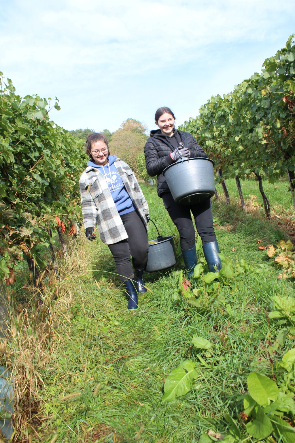 Weinlese 2022