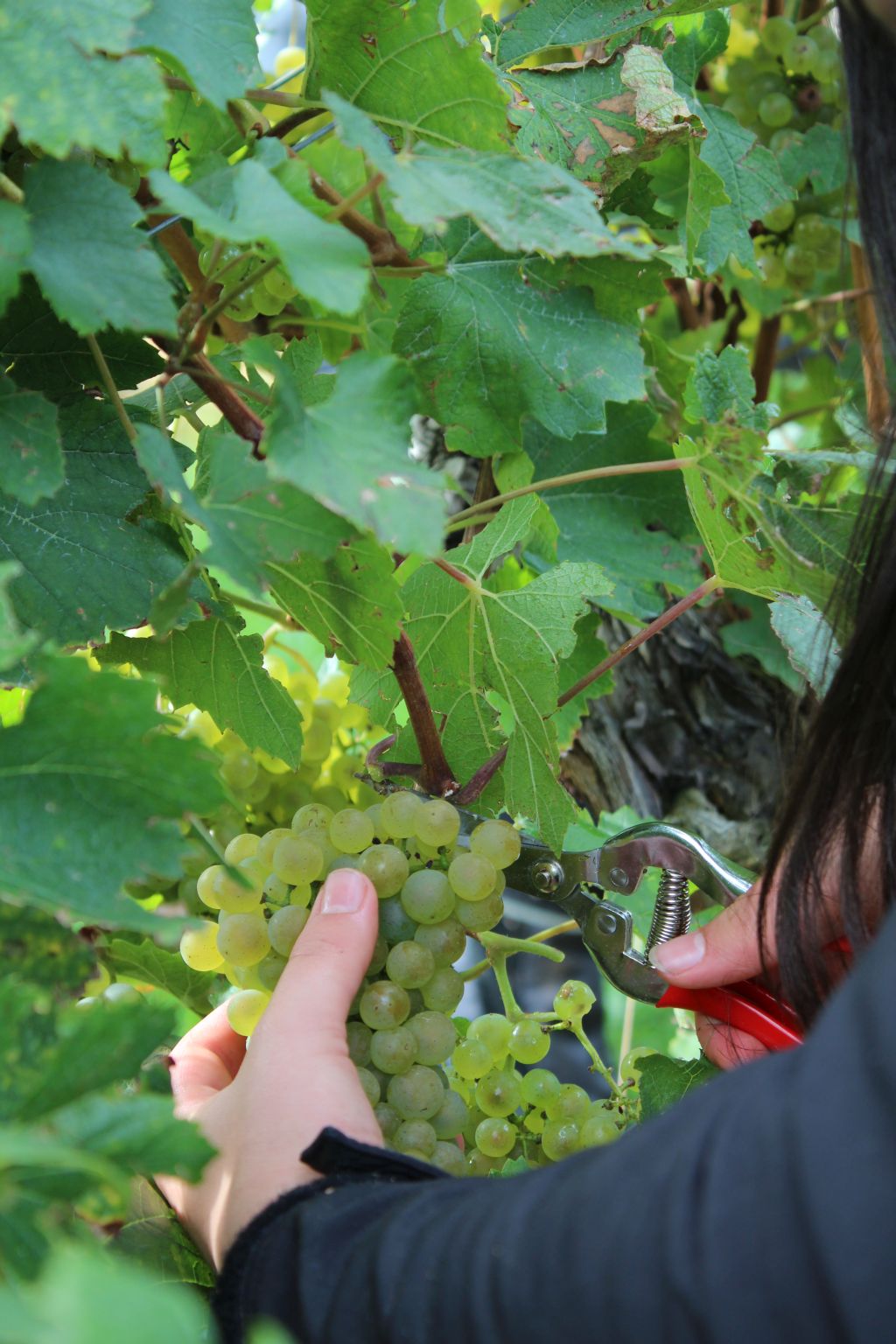 Weinlese 2022