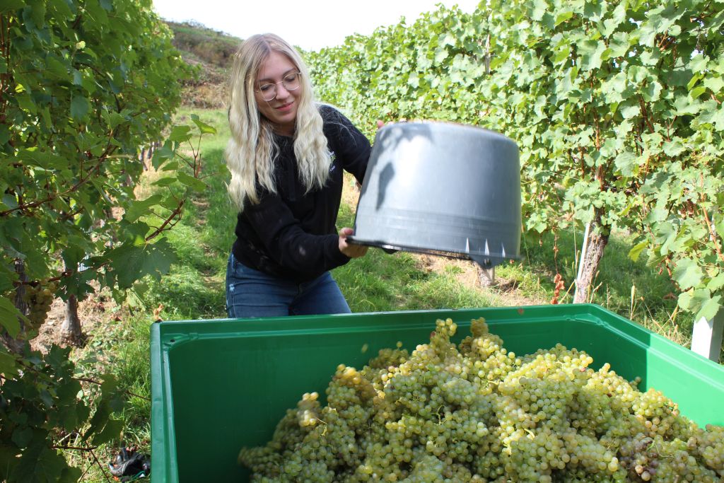 Weinlese 2022