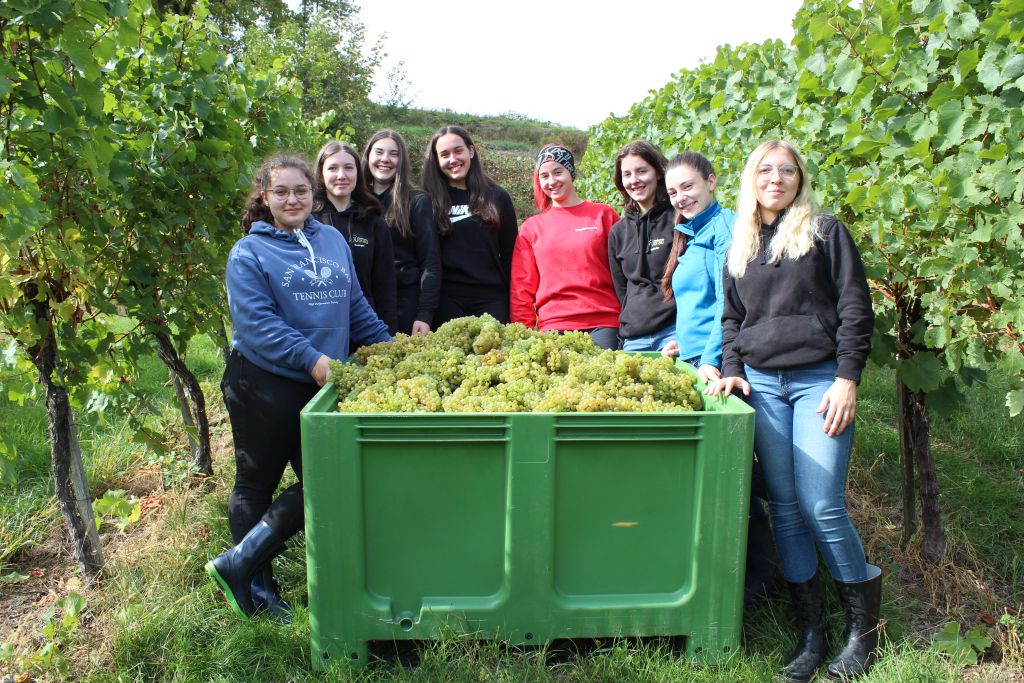 Weinlese 2022
