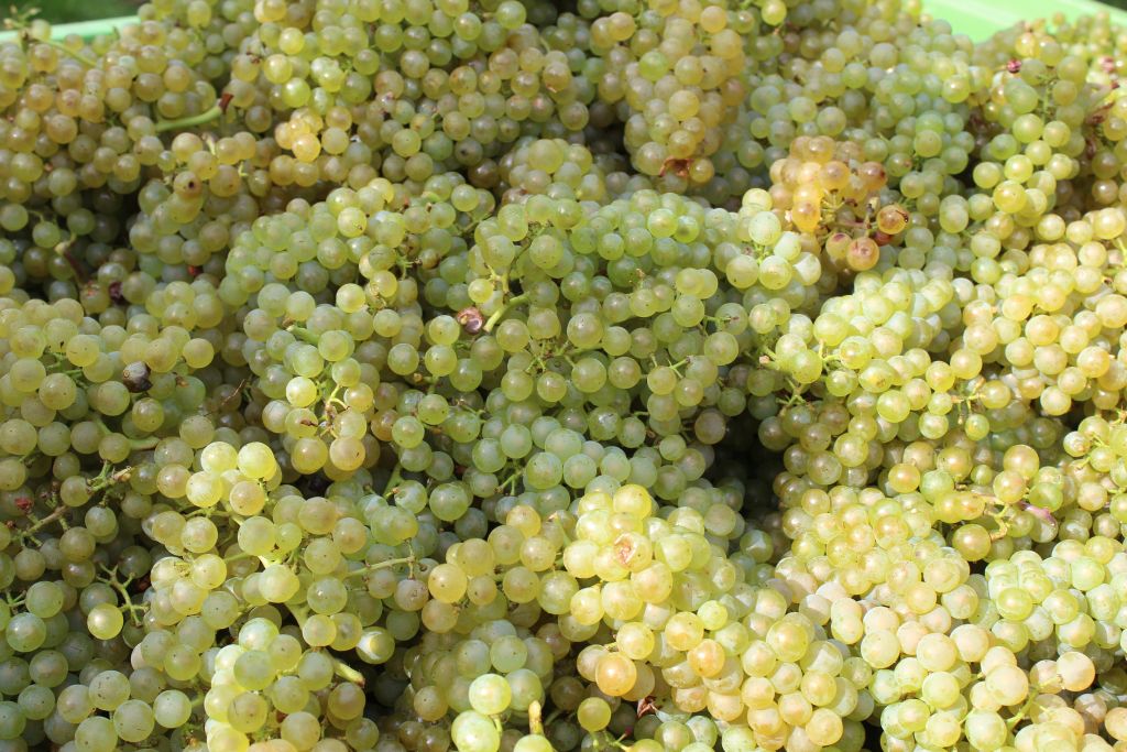 Weinlese 2022
