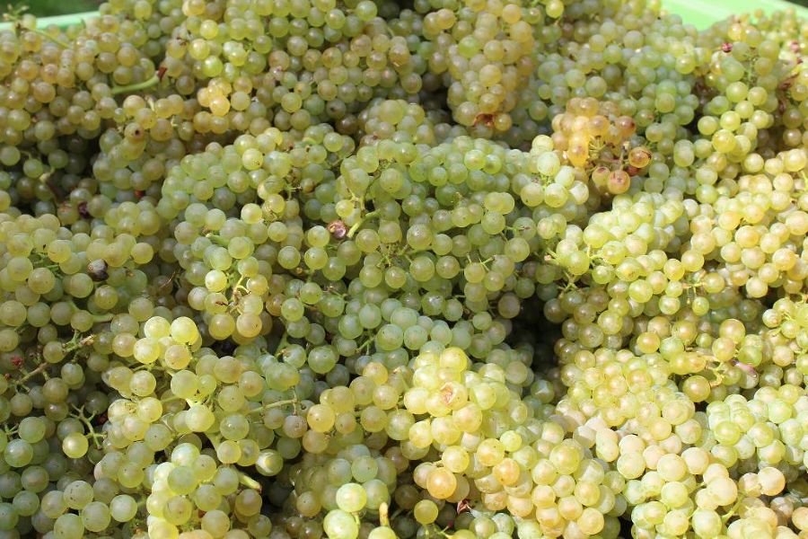 Weinlese 2022