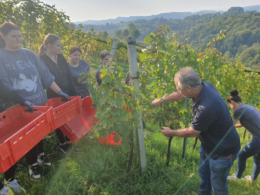 Weinlese beim Weingut Tement