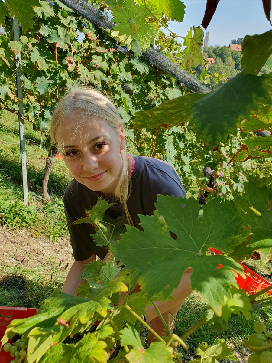 Weinlese beim Weingut Tement