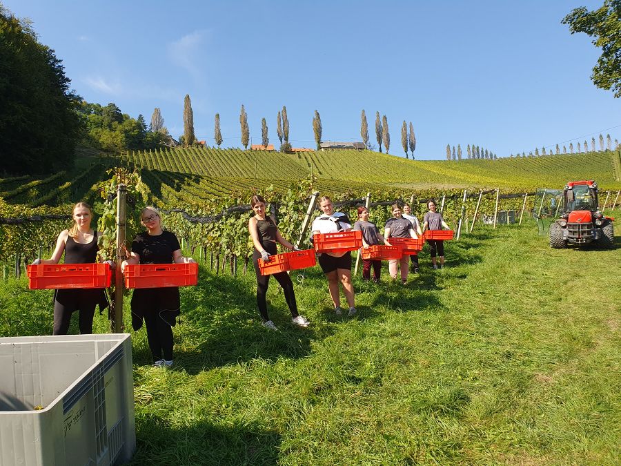 Weinlese beim Weingut Tement