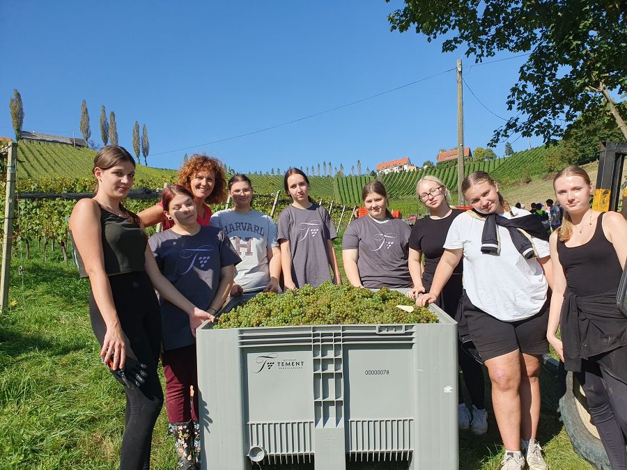 Weinlese beim Weingut Tement