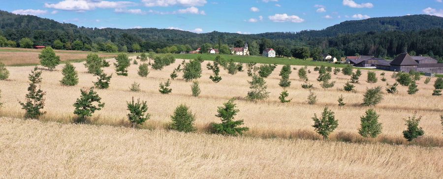 Agroforstversuch LFS Grottenhof