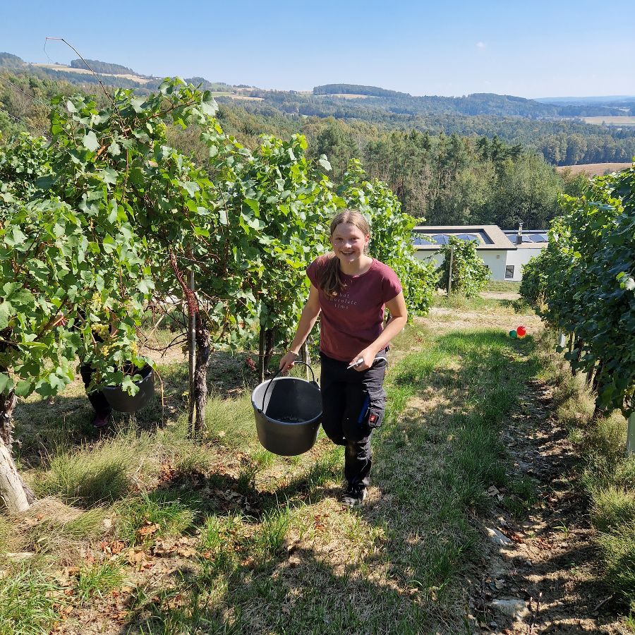 Weinlese 2024