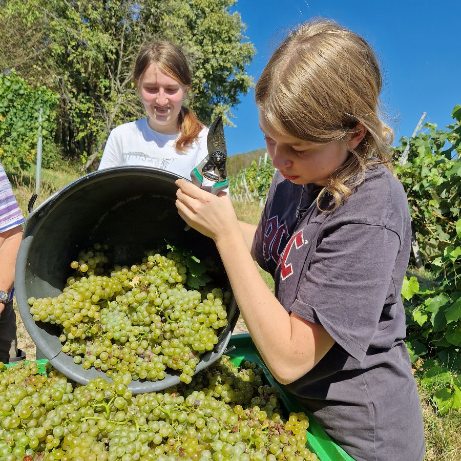 Weinlese 2024
